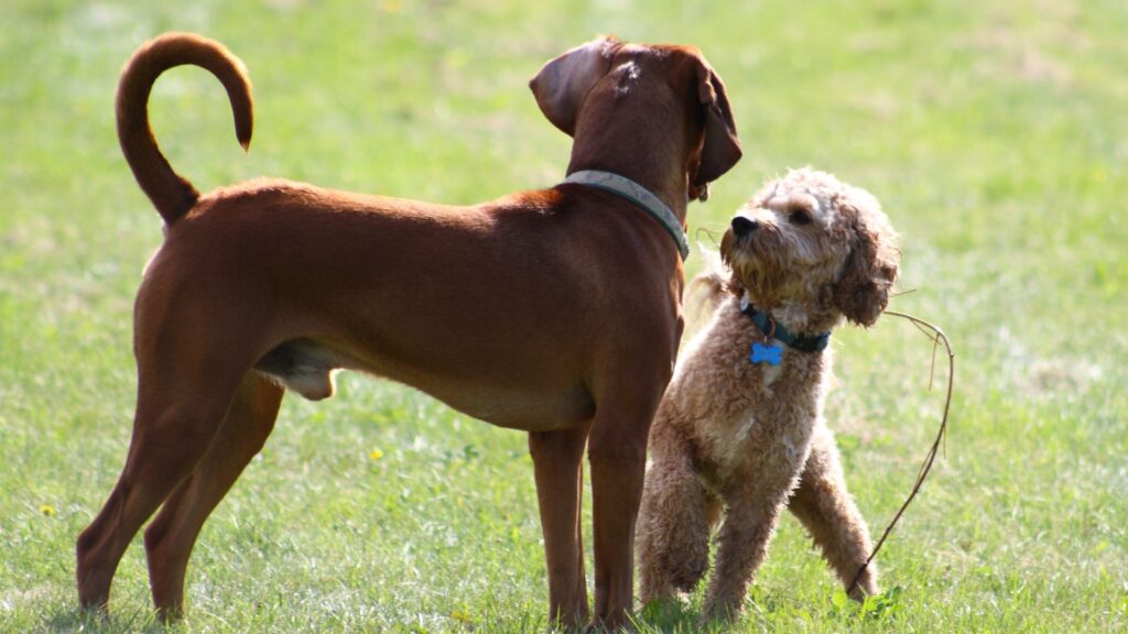 cara melakukan sosialisasi dengan aman