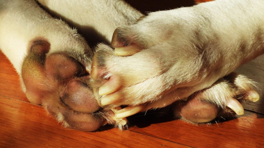 persiapan sebelum memotong kuku