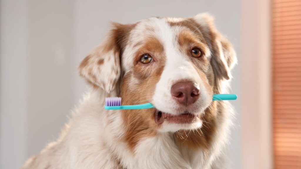 alat-alat yang dibutuhkan untuk menggosok/menyikat gigi anjing