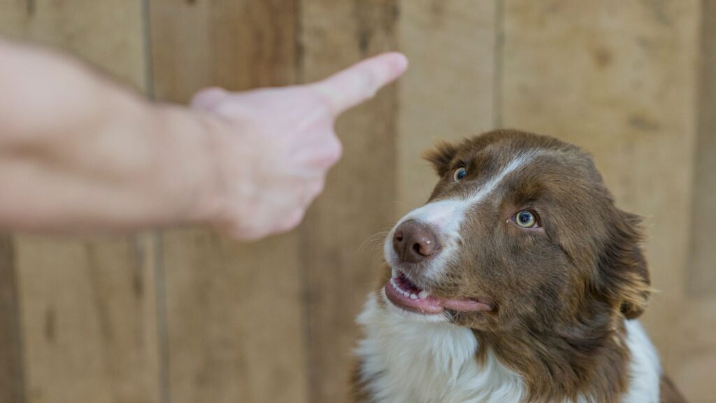 kesalahan yang harus dihindari saat mengatasi anjing stres