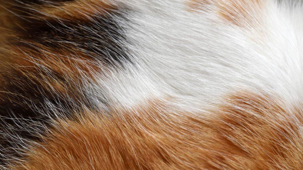 manfaat raw food untuk kulit dan bulu