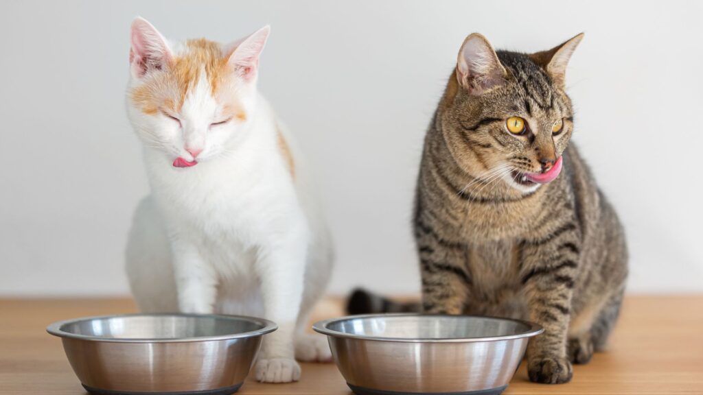 cara mengatasi kucing yang kehilangan nafsu makan