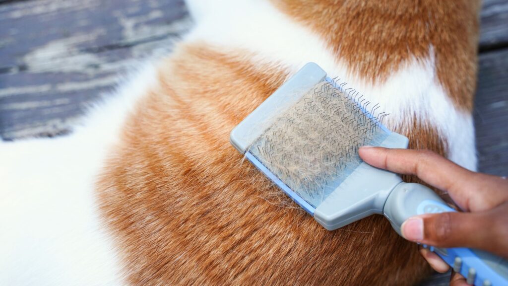 langkah menyisir bulu kucing dengan benar