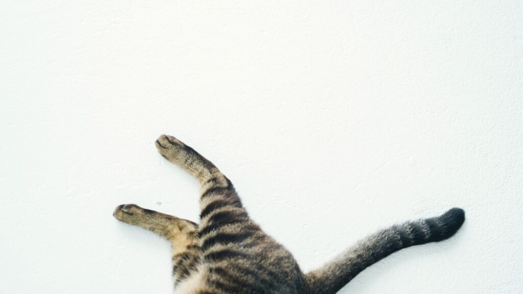 arti ekor kucing bergetar