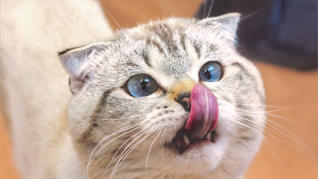 cara mencegah obesitas pada kucing melalui pola makan sehat