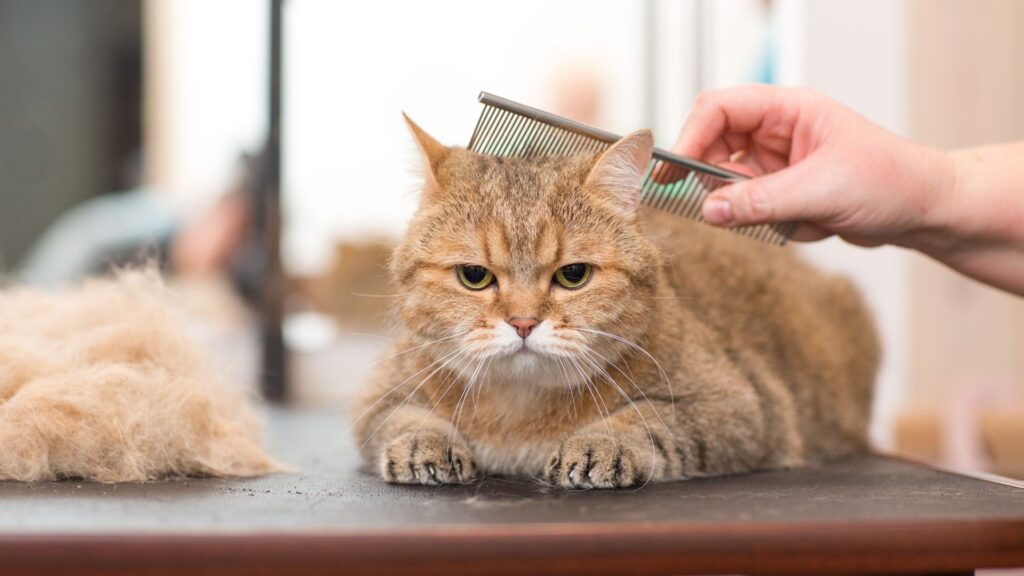 tips grooming kucing untuk pet parents