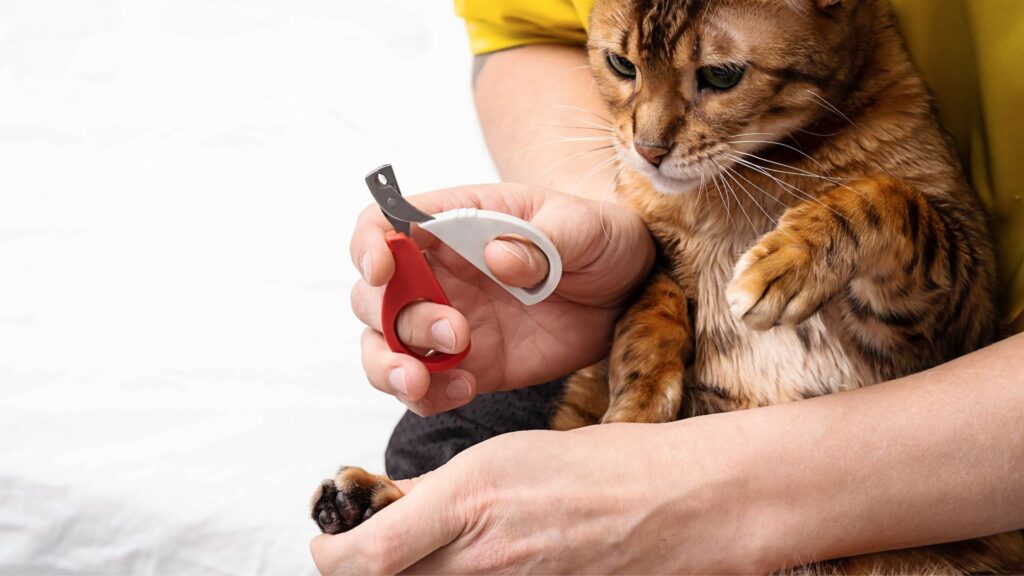 tips tambahan mengatasi kucing mencakar furnitur