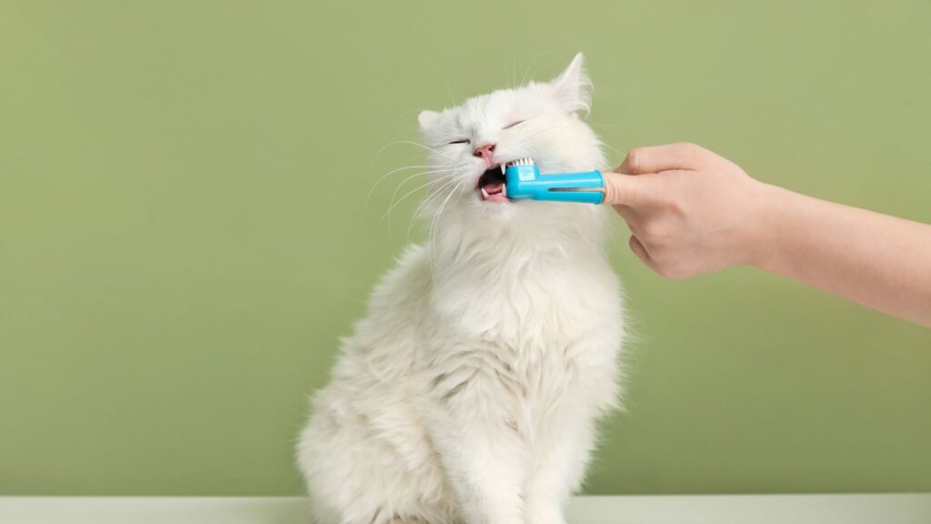 langkah menggosok gigi kucing dengan benar