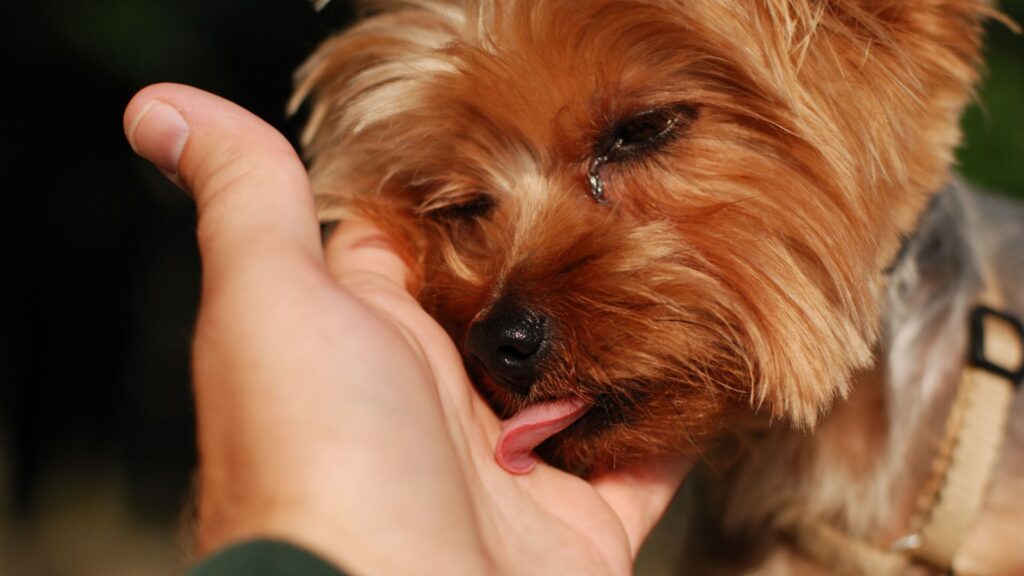 paw packets perilaku anjing yang sering disalahpahami: menjilat orang lain