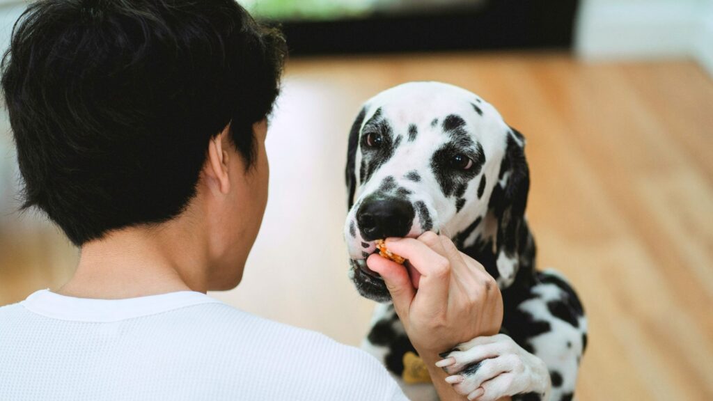 tips memberikan jerky untuk anjing