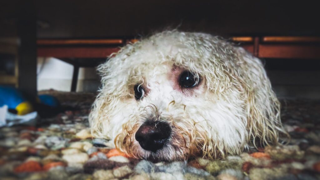 kesalahan saat melatih anjing berhenti menggonggong