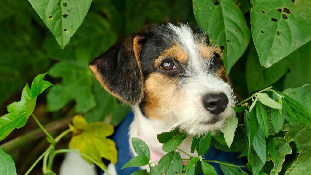 tantangan umum dalam sosialisasi