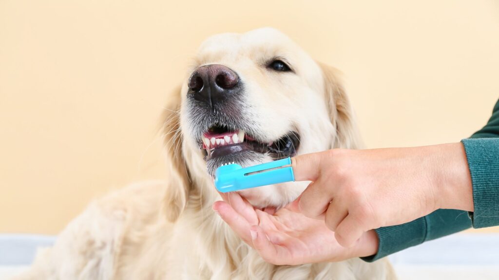 cara menyikat gigi anjing dengan benar
