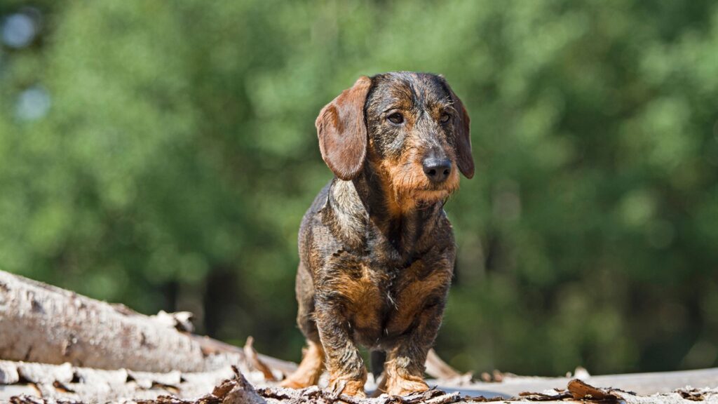 ras anjing dachshund sifat, karakteristik, dan perawatan 5