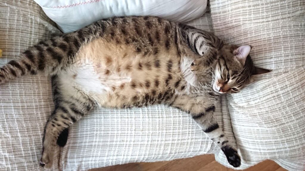 manfaat raw food untuk berat badan ideal kucing