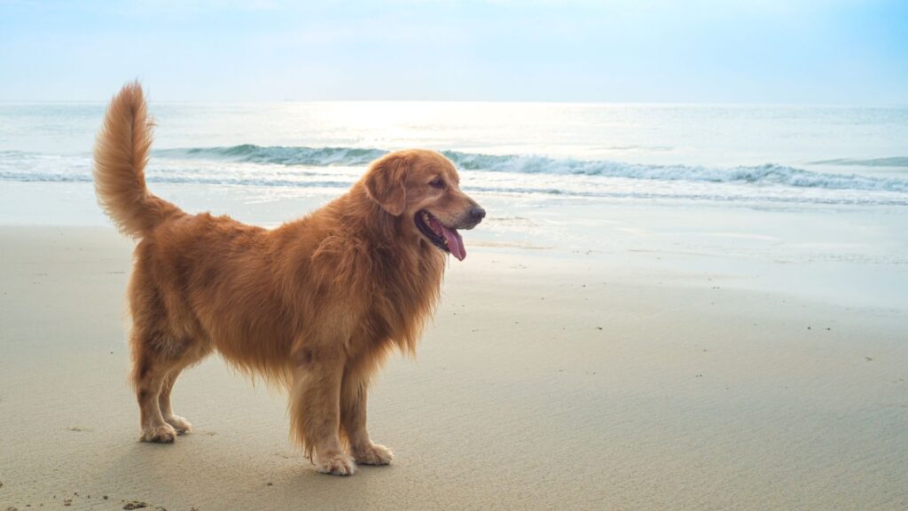 paw packets Golden Retriever: Sifat, Karakteristik, dan Perawatan 6