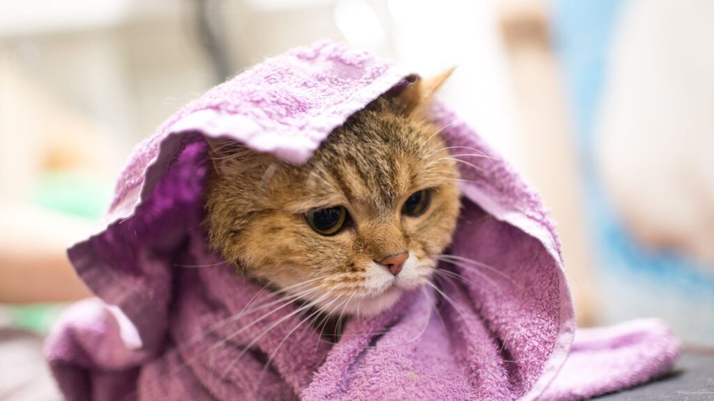 tips agar kucing nyaman saat dimandikan