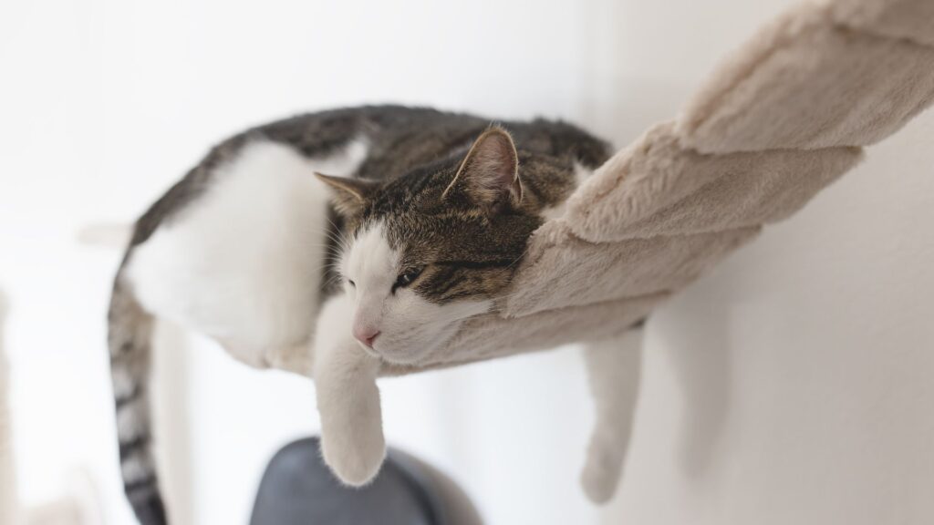 kapan perlu bantuan profesional saat kucing mengeong tengah malam