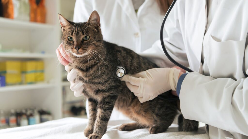 kapan membawa kucing ke dokter hewan karena kurang nafsu makan