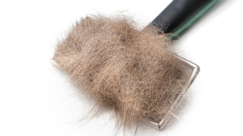 tips mengurangi kerontokan dan kusut pada bulu kucing