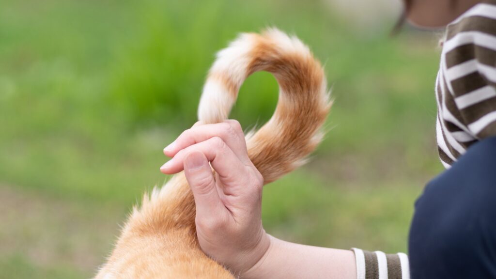 arti ekor kucing melilit tubuh atau kaki