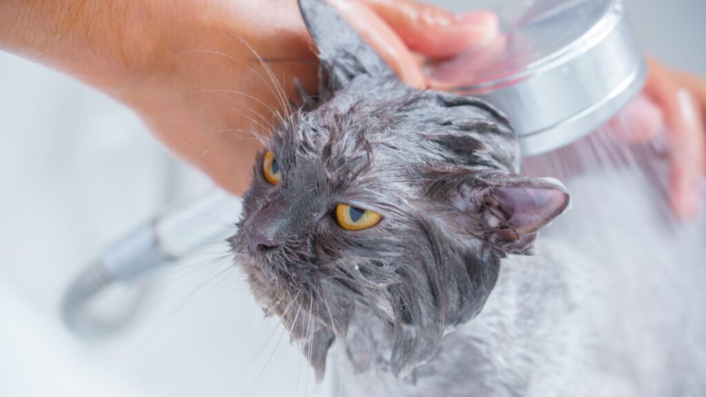 kesimpulan perbedaan grooming kucing bulu panjang dan bulu pendek