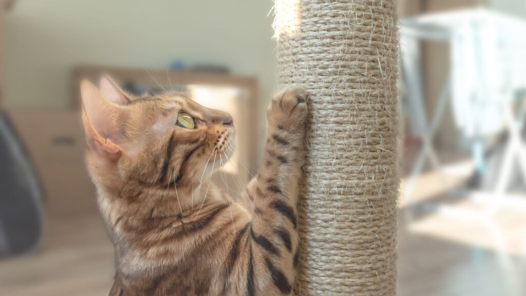 kesalahan yang harus dihindari saat melatih kucing untuk tidak menggaruk furnitur