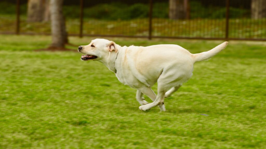 labrador retriever: sifat, karakteristik, dan perawatan 5