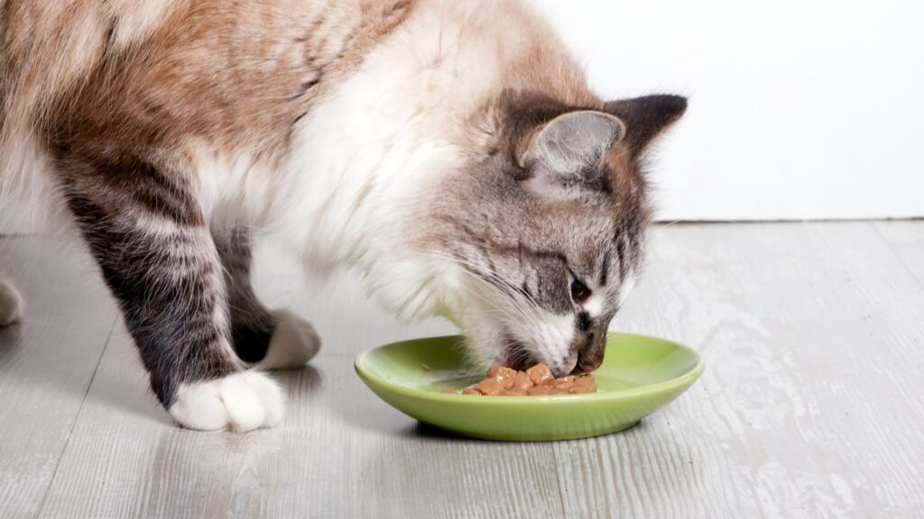 alternatif makanan sehat untuk kucing selain kibble