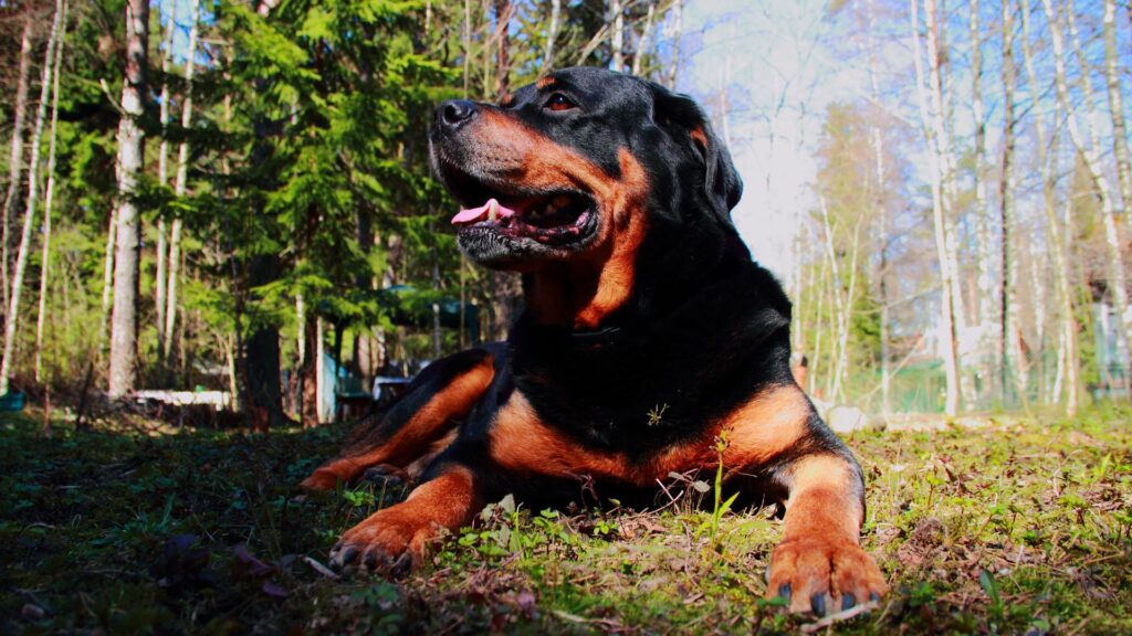 rottweiler sifat karakteristik dan perawatan 5