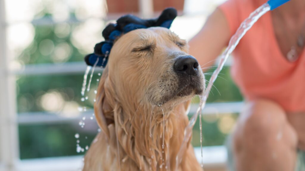 tips agar anjihg nyaman saat dimandikan di rumah