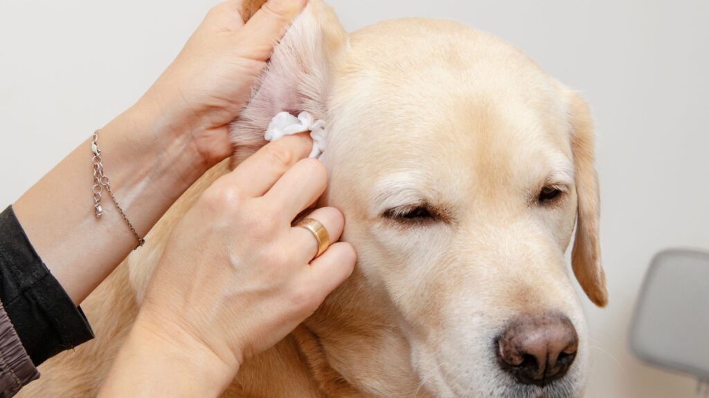 tips agar anjing nyaman saat dibersihkan telinganya