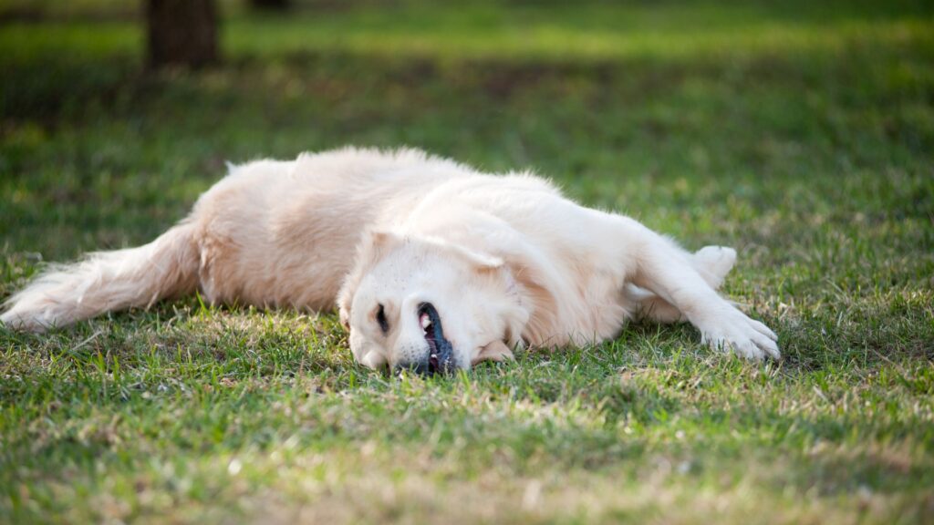 paw packets perilaku anjing yang sering disalahpahami: berguling di tanah