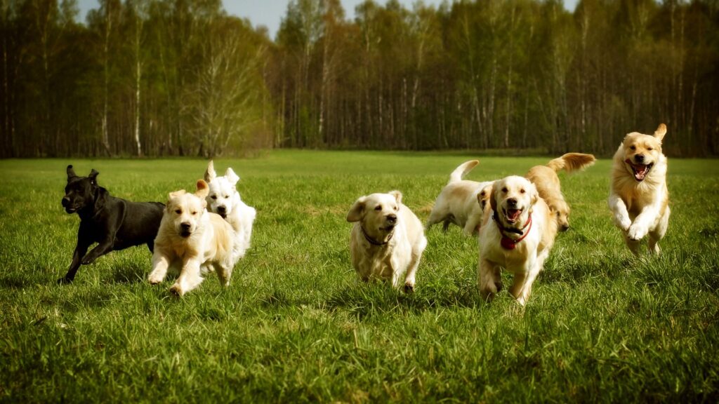 kesimpulan pentingnya sosialisasi untuk anjing