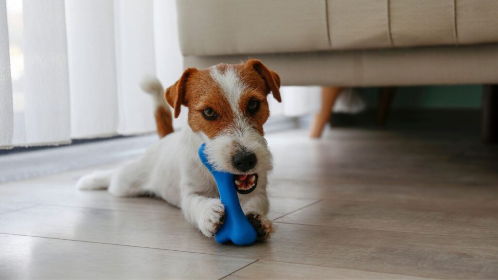 alternatif membersihkan gigi anjing