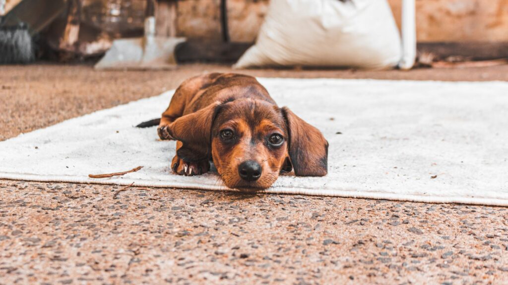 ras anjing dachshund sifat, karakteristik, dan perawatan 6