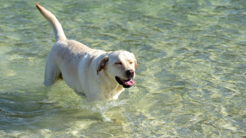 labrador retriever: sifat, karakteristik, dan perawatan 6