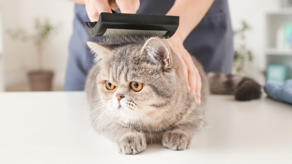kesalahanyang harus dihindari saat menyisir bulu kucing