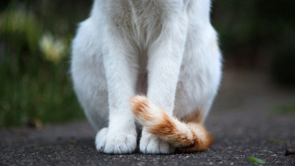 arti ekor kucing diturunkan atau diselipkan