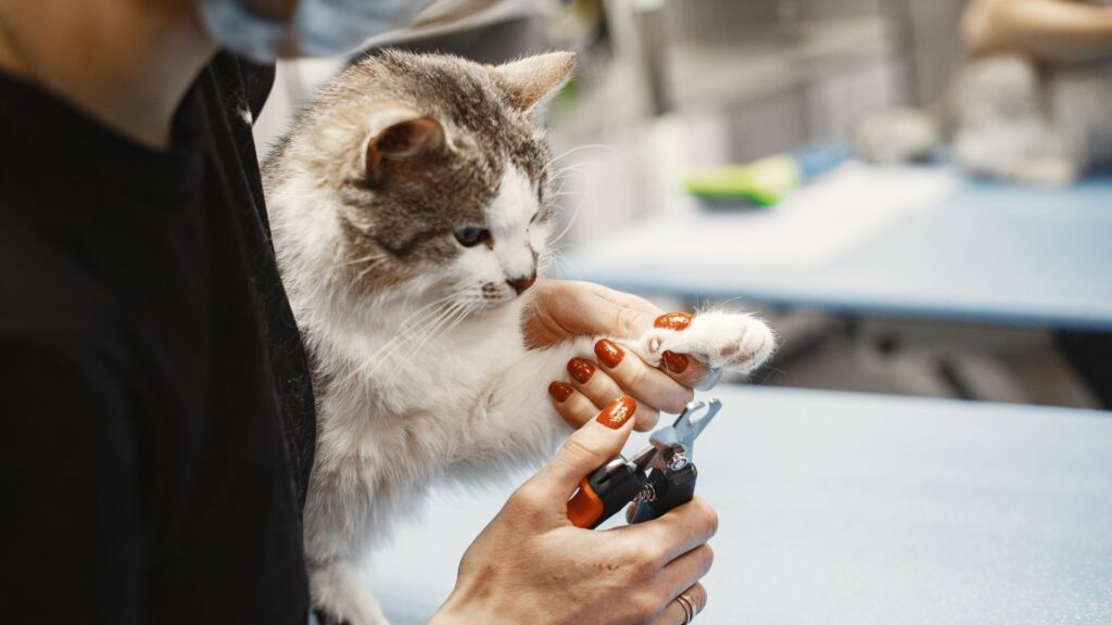 kapan harus konsultasi masalah kucing menggaruk sofa dan furnitur