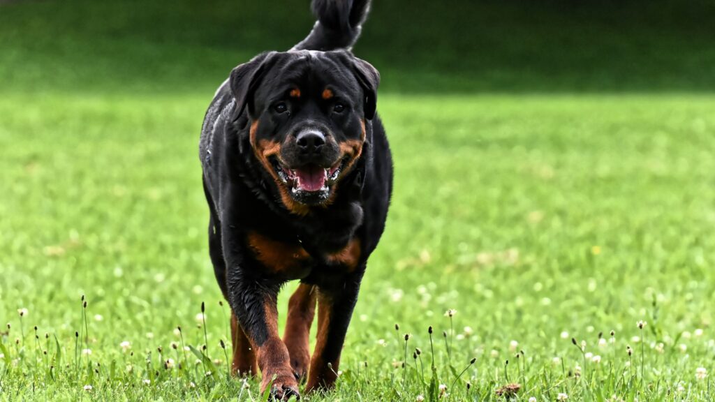 rottweiler sifat karakteristik dan perawatan 6