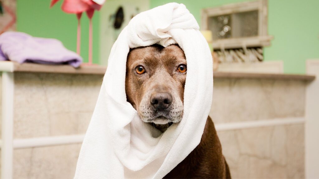 kesalahan yang sering dilakukan saat memandikan anjing di rumah