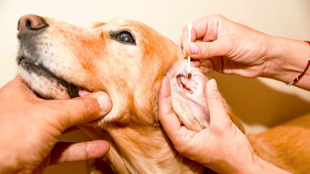 kesalahan-kesalahan saat membersihkan telinga anjing