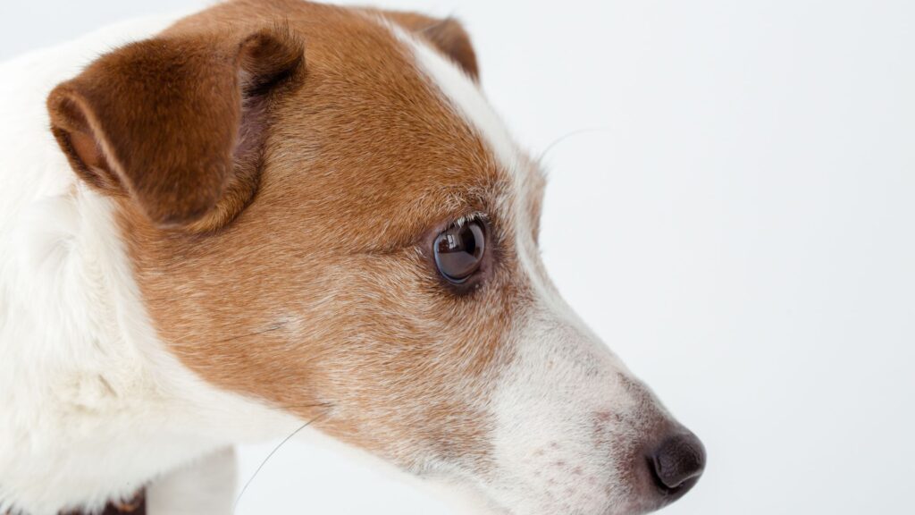 paw packets perilaku anjing yang sering disalahpahami: menghindari kontak mata