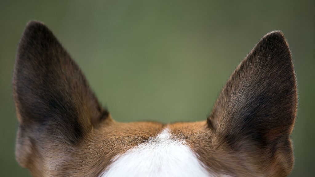 kesimpulan cara membersihkan telinga anjing dengan benar
