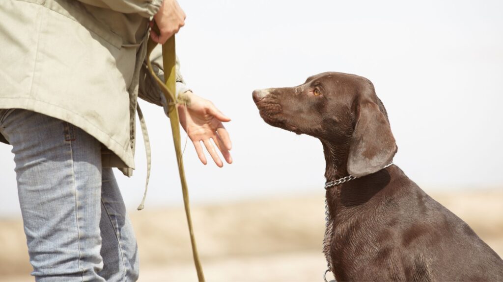 kesimpulan cara melatih anjing untuk tidak menggonggong berlebihan