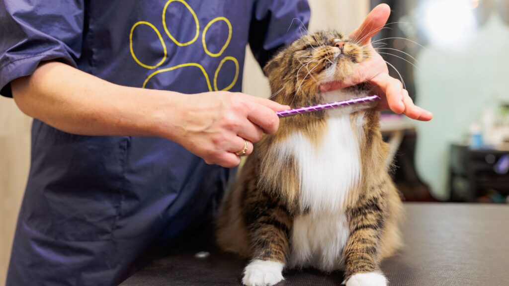 kapan perlu bantuan profesional untuk memandikan kucing