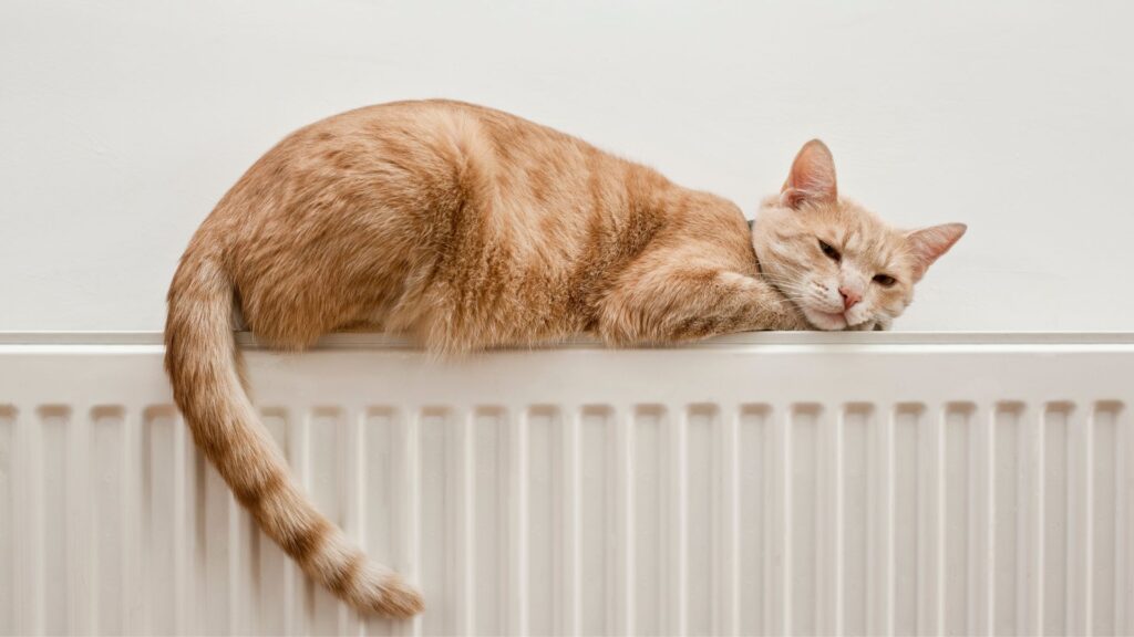 kombinasi dan konteks gerakan ekor kucing