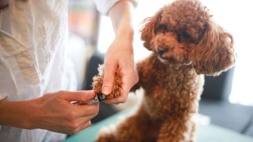 kapan perlu membawa anjing ke groomer untuk potong kuku