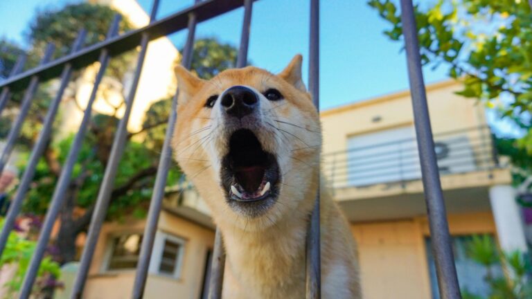 paw packets cara melatih anjing untuk tidak menggonggong berlebihan